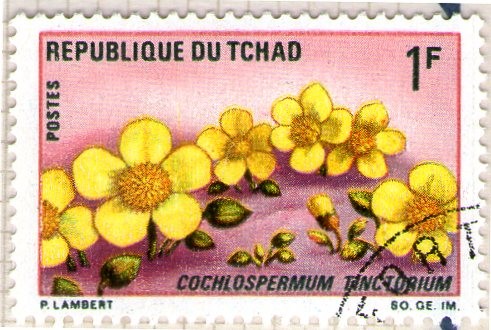 22 Cochlospermum