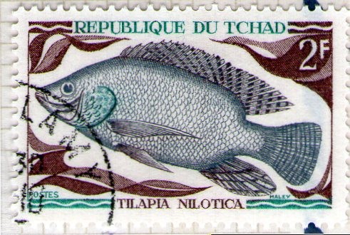 23 Tilapia Nilotica