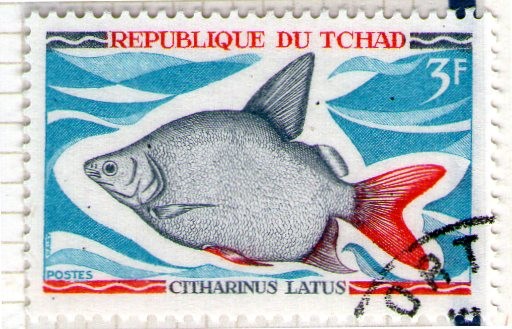 24 Citharinus Latus