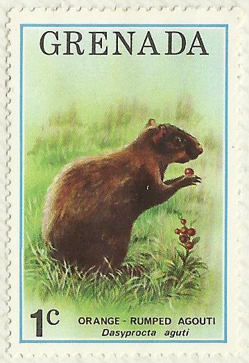 AGOUTI ANARANJADO