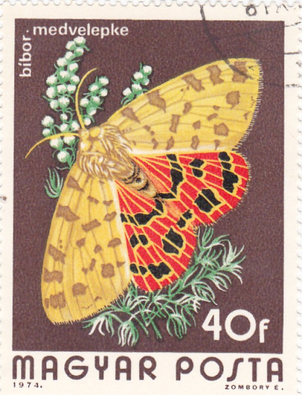 Mariposas