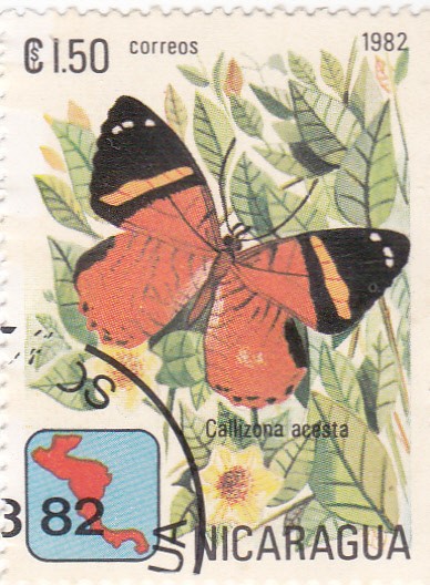 Mariposas -Callizona acosta