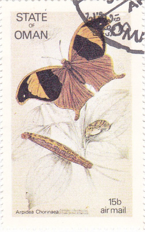 Mariposas y larvas -Arpídea Chorinaea