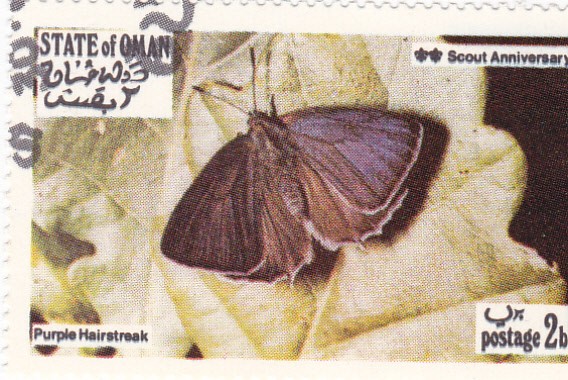 Mariposas -Hairstreak