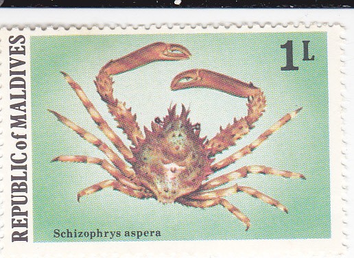 Schizophrys aspera