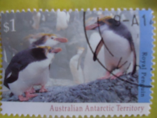 Australian Antarctic Territory .-Royal Penguin