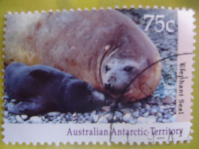 Australian Antarctic Territory . -lephant Seal