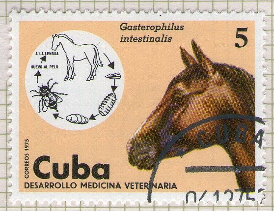 81 Desarrollo medicina veterinaria