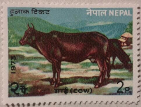 (cow) 1973