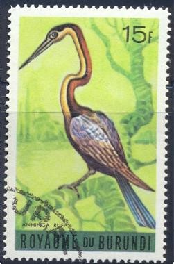 Anhinga rufa