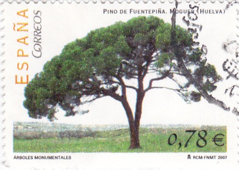 Arboles monumentales-Pino de Fuentepiña,Moguer(Huelva)   (L)