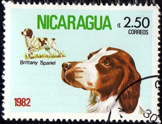 Brittany Spaniel