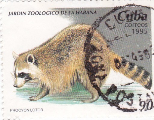 Jardín Zoológico de la Habana- Procyon Lotor