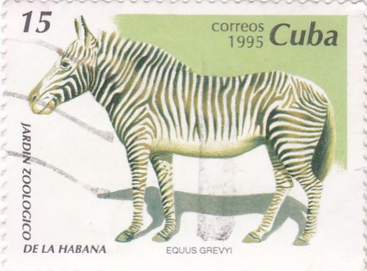 Jardín Zoológico de la Habana- Equus Grevyi