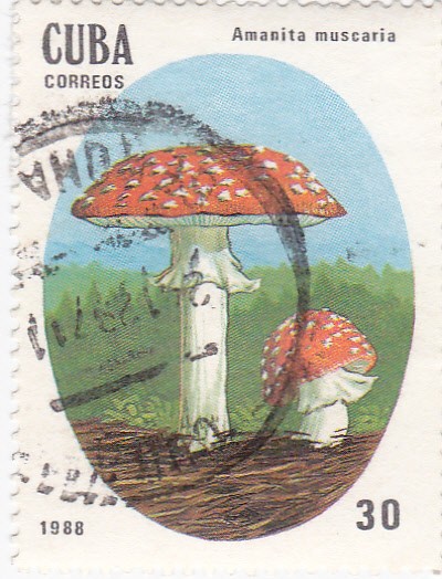 Setas- Amanita muscaria