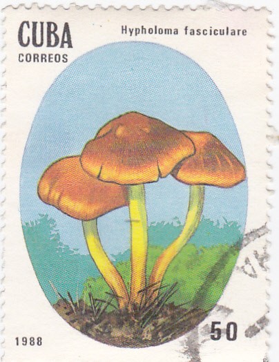 Setas- Hypholoma fasciculare