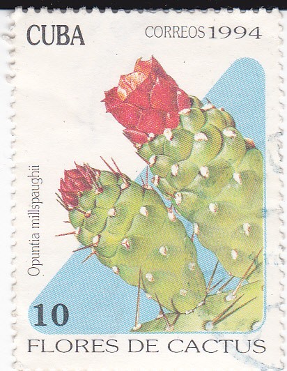 Flores de Cactus-Opuntia millspaughii