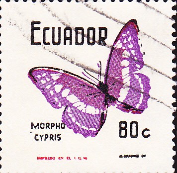 mariposa