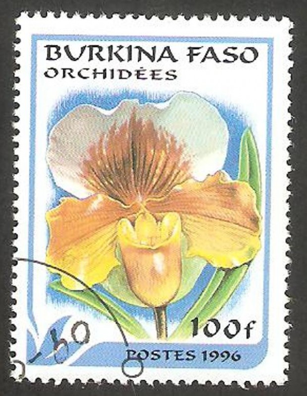 Flor orquídea