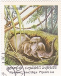 CACHORRO DE ELEFANTE