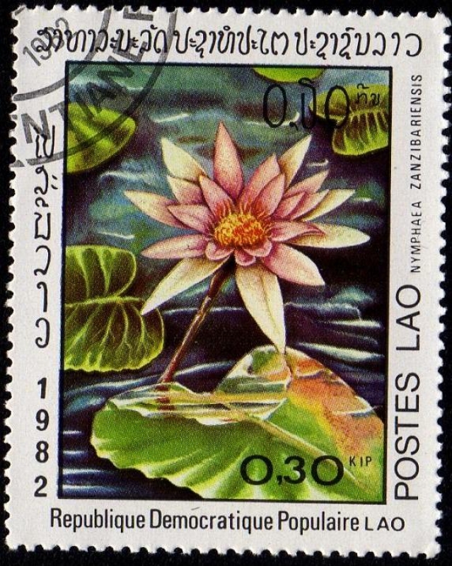 NYMPHAEA ZANZIBARIENSIS