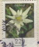 Edelweiss