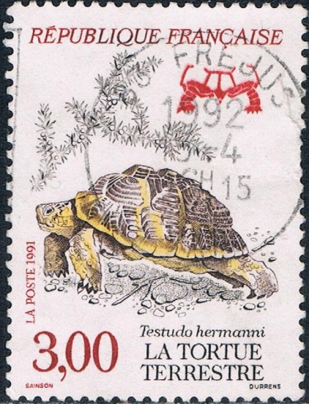 TORTUGA TERRESTRE. M 2262