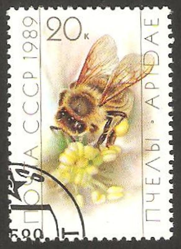 5629 - abeja obrera