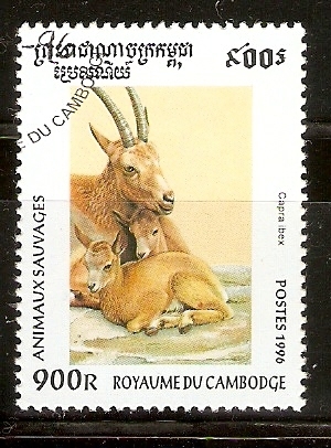 CAPRA  IBEX