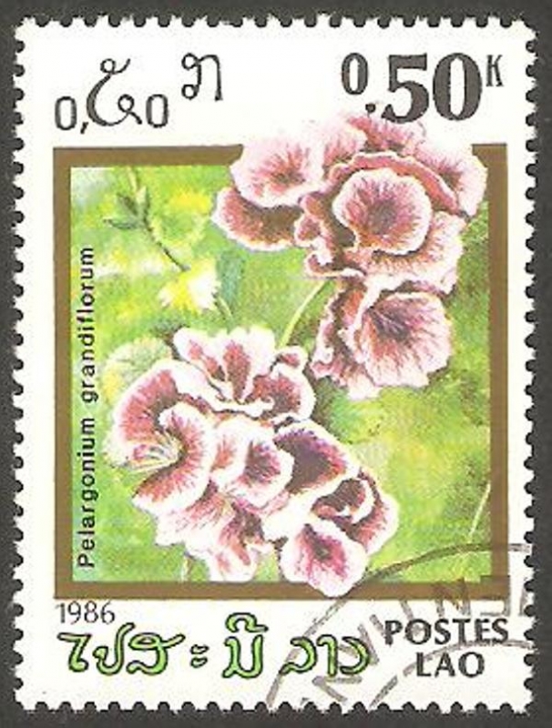 Flor de jardín