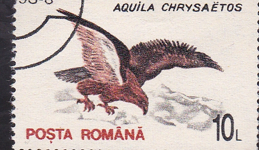 aguila dorada