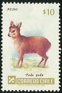 PUDU