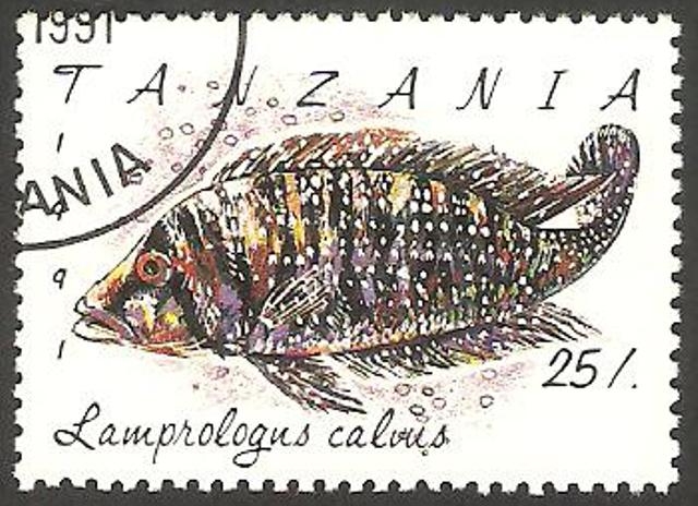 849 - Pez, lambrologus calvus