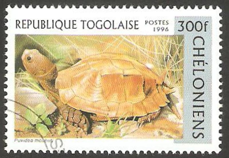 Tortuga