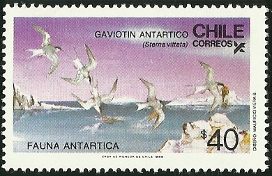 GAVIOTIN ANTARTICO - FAUNA ANTARTICA 