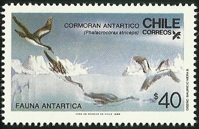 CORMORAN ANTARTICO - FAUNA ANTARTICA 