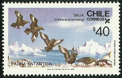 SKUA - FAUNA ANTARTICA