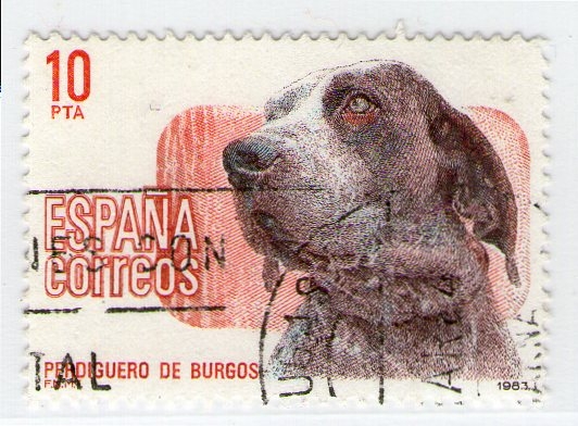 Perdiguero de Burgos