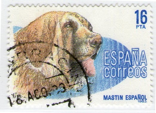 Mastín español