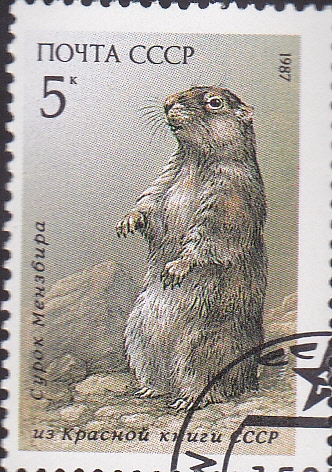 marmota