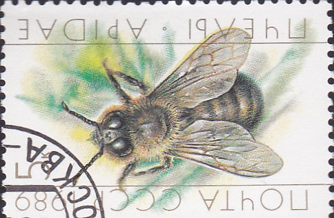 abeja