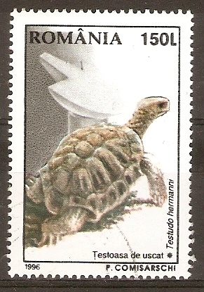 TESTUDO  HERMANNI