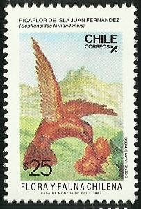 PICAFLOR DE ISLA JUAN FERNANDEZ - FLORA Y FAUNA DE CHILE