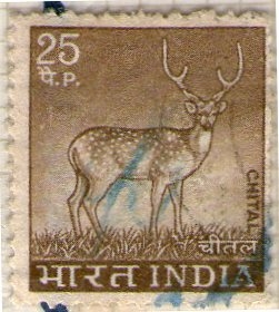 8 Chital