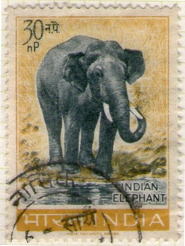 61 Elefante indio