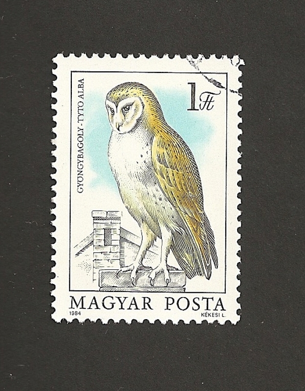 Tyto alba