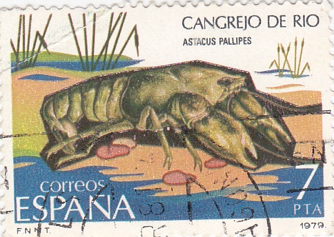 FAUNA INVERTEBRADOS- Cangrejo de Río     (Q)