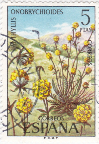 FLORA- Anthyllis Onobrychioides   (Q)