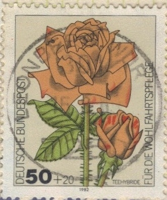 Rosa