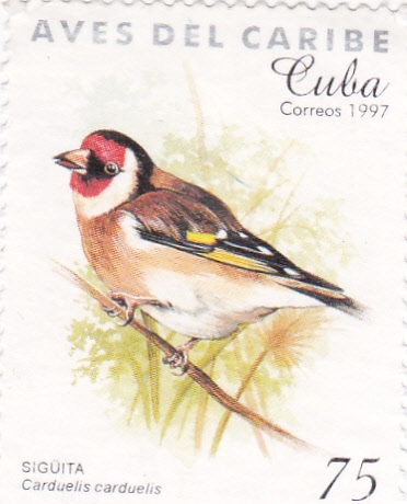 AVES DEL CARIBE- CARDUELIS-CARDUELIS